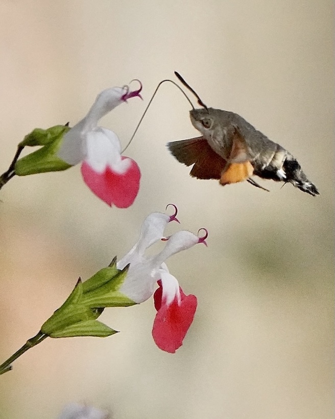 hummingbird hawkmoth